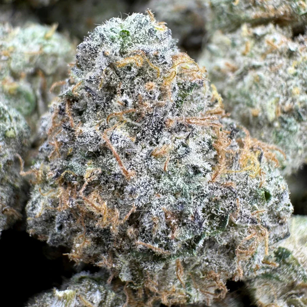 Lemon Cherry Sherbert